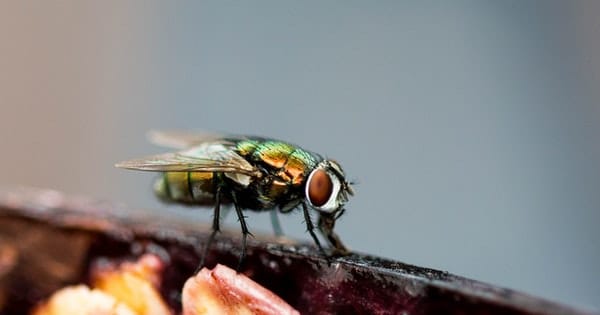 La mouche qui veut devenir un papillon