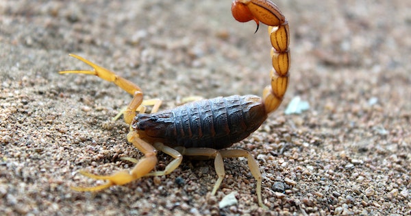 Ne plus être toxique, un scorpion qui pique les autres
