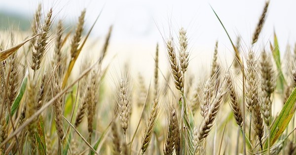 Le paysan qui défie Dieu