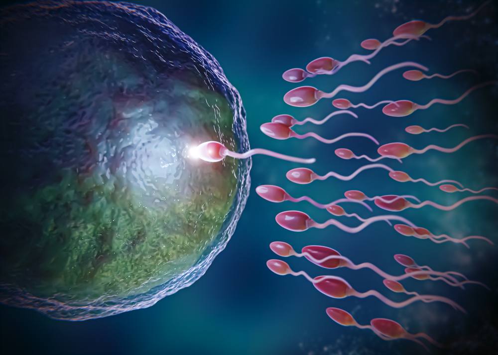 Pas de polygamie : un ovule n'est fécondé que par un spermatozoïde.
