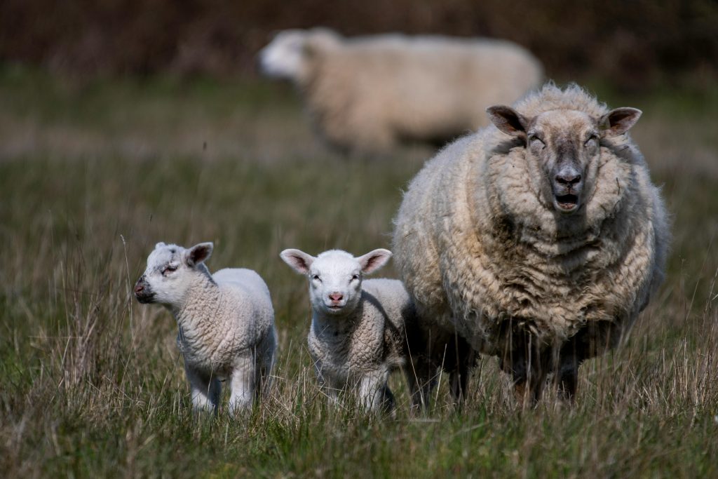 Dieu n'a de fils que d'autres Dieux à sa ressemblance.