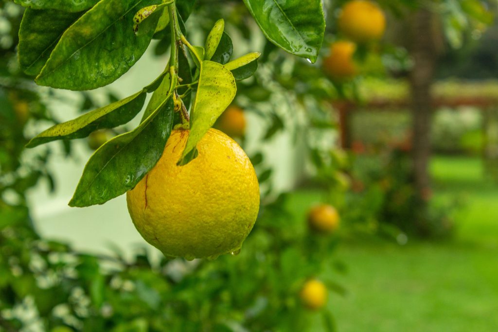 Dieu est notre Père, tout comme l'oranger est le père des pépins de l'orange.